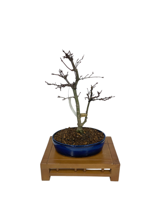 Bonsai Acer Palmatum Deshojo 13 años (boja-4205)