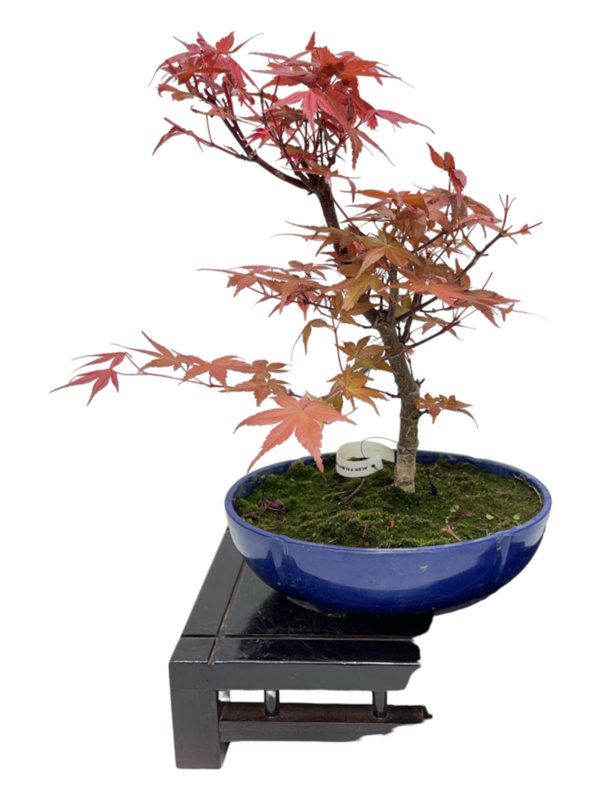 Bonsai Acer Palmatum Deshojo 10 años