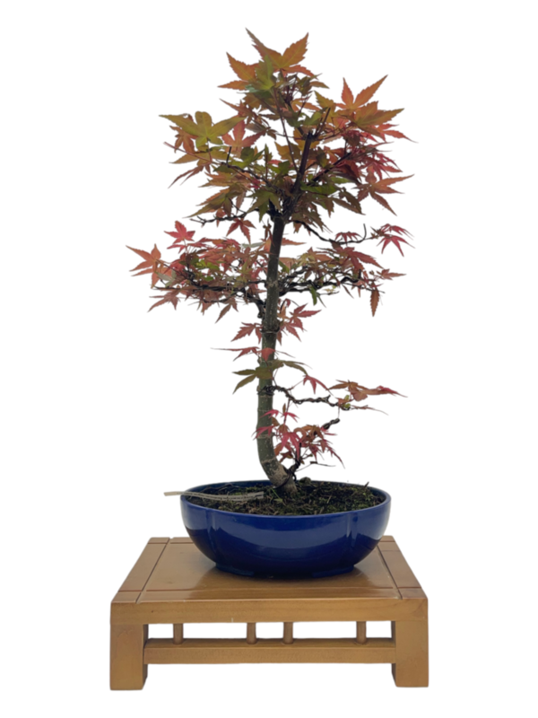 Bonsai Acer Palmatum Deshojo 13 años