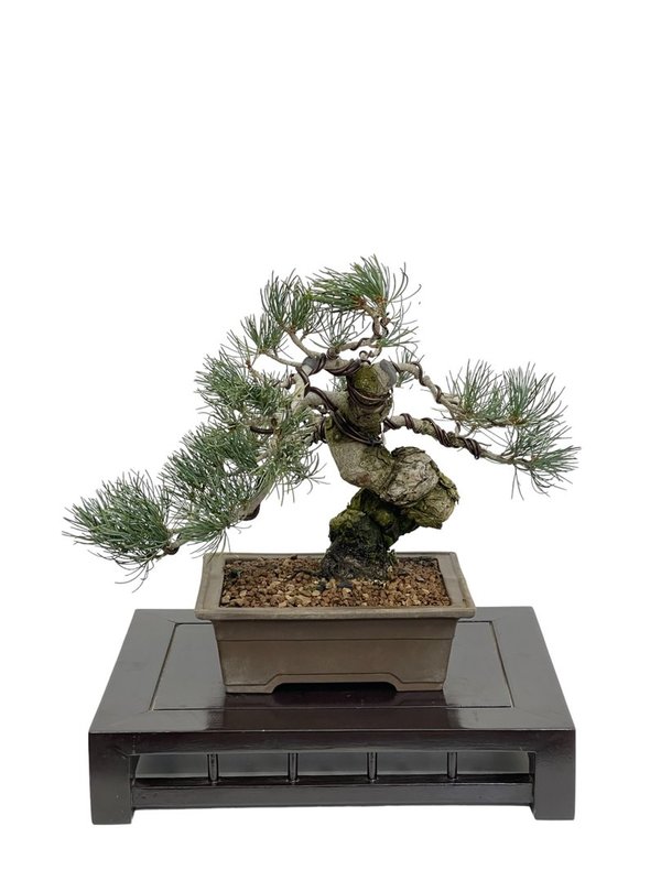 Bonsai Pinus Pentaphylla 29 años