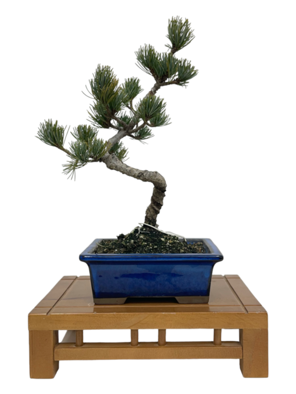 Bonsai Pinus Pentaphylla 17 años