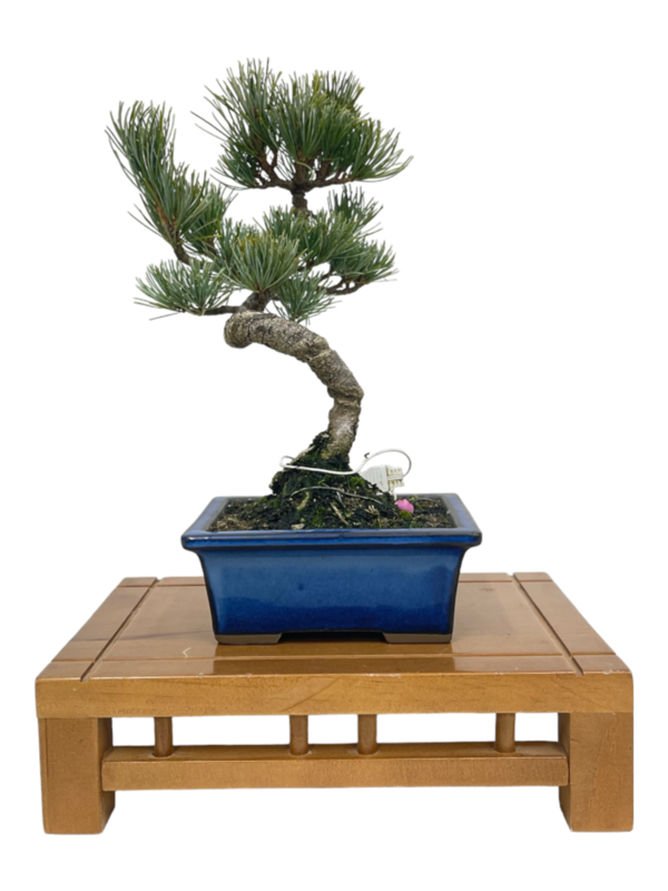 Bonsai Pinus Pentaphylla 15 años