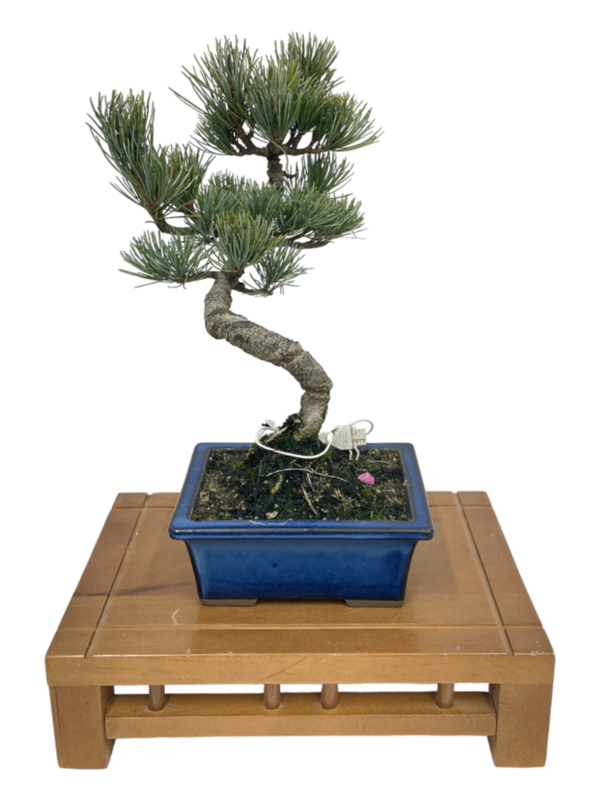 Bonsai Pinus Pentaphylla 15 años