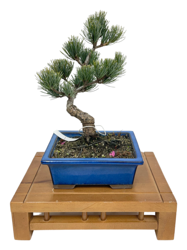 Bonsai Pinus Pentaphylla 17 años