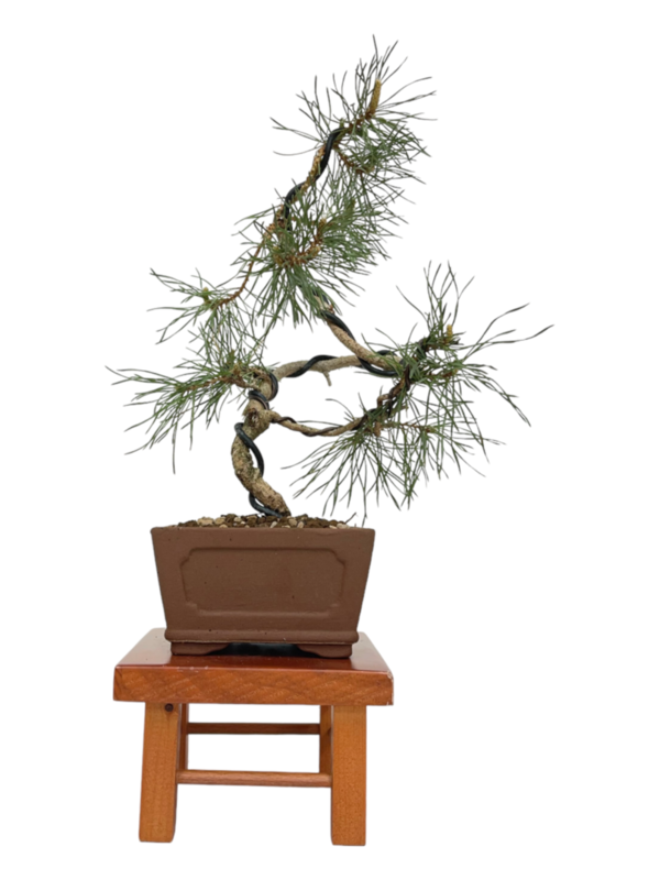 Bonsai Pinus Sylvestris