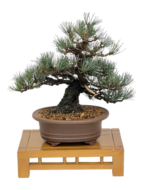 Bonsai Pinus Pentaphylla 14 años