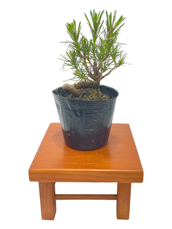 Bonsai Pinus Thumbergii