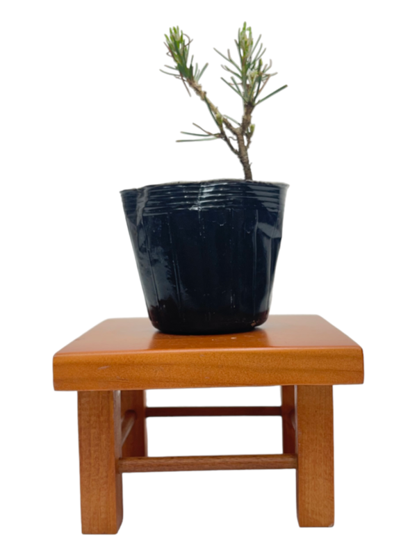 Bonsai Pinus Thumbergii