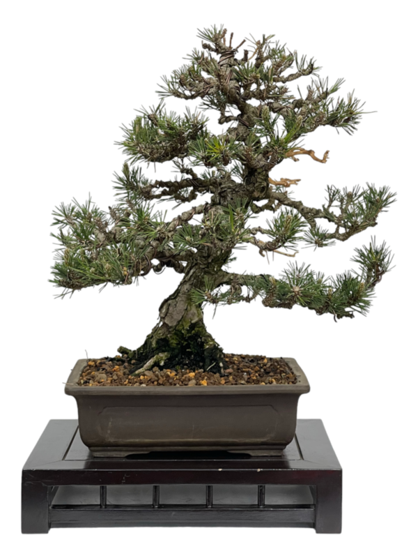 Bonsai Pinus Thunbergii Kotobuki (boja-4389)