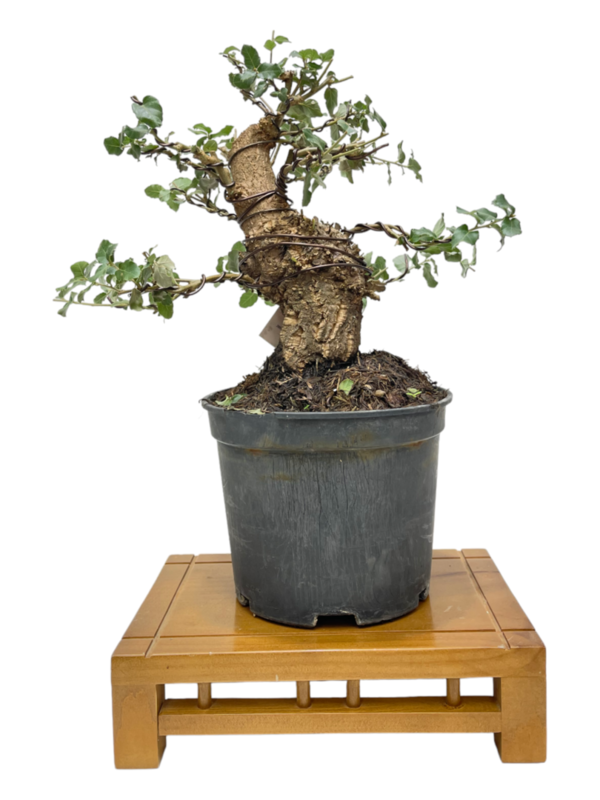 Prebonsai Quercus Suber  (Alcornoque)