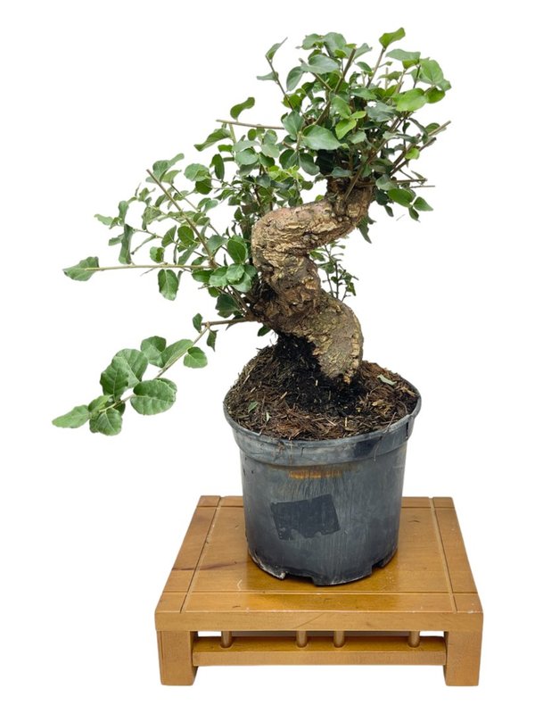 Prebonsai Quercus Suber  (Alcornoque)