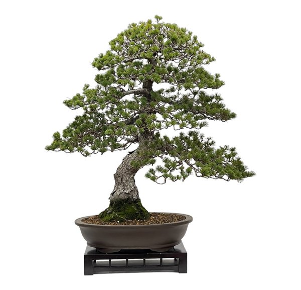 Bonsai Pinus kokonoe