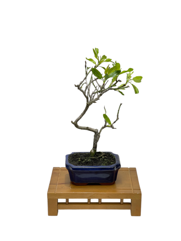 Bonsai almendro (Prunus Dulcis) com-583