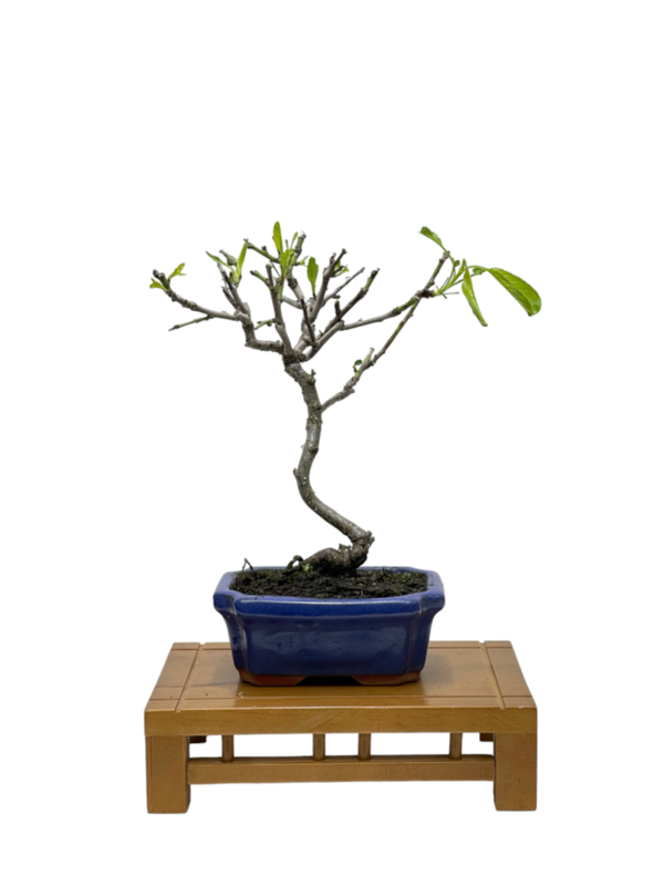 Bonsai almendro (Prunus Dulcis) com-584