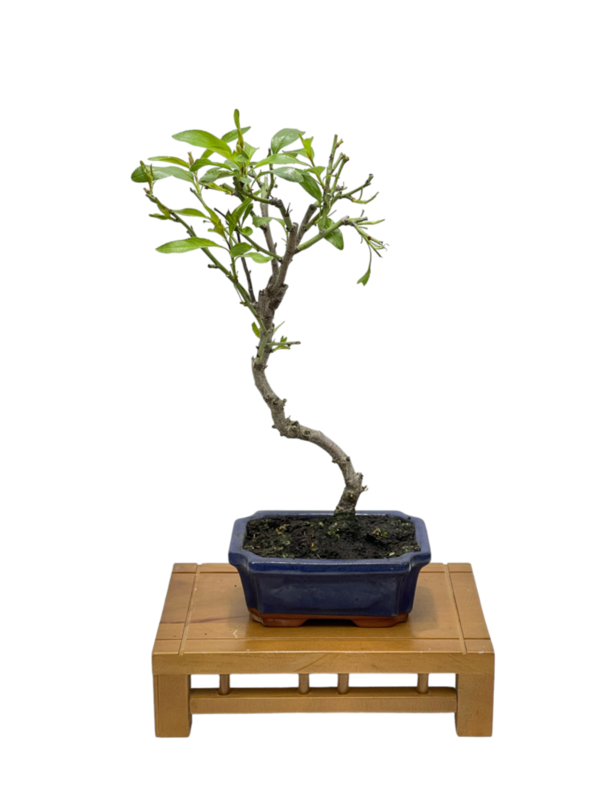 Bonsai almendro (Prunus Dulcis) com-585