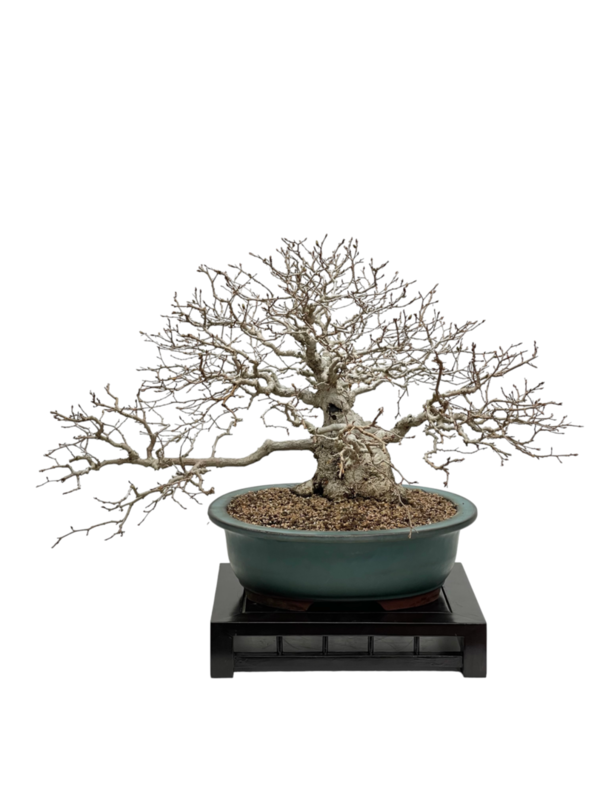 Bonsai Carpinus Coreana (boja-4432)