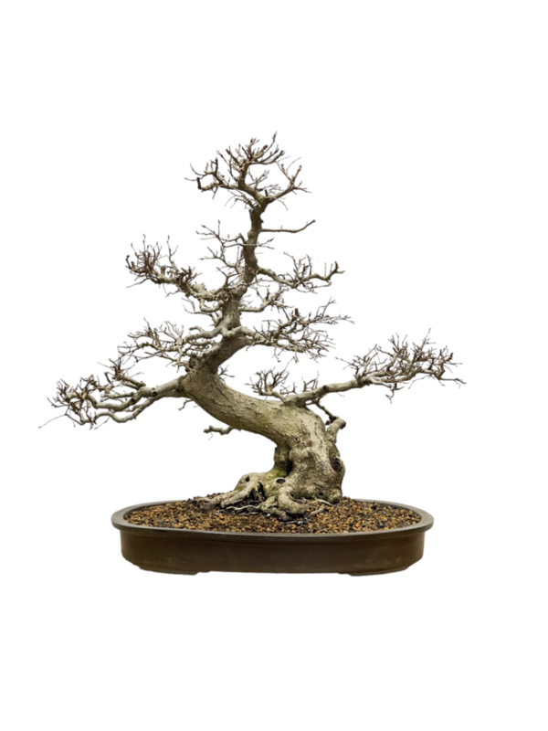 Bonsai Carpinus Coreana (boja-4433)