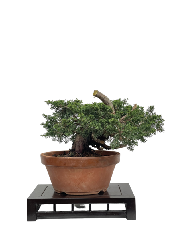 Bonsai Juniperus Chinensis Ito (boja-4411)